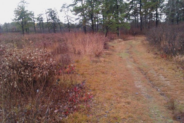 Sandy Trails at Albany Pine Bush Preserve Nearby Outdoor Albany Office Rental Amenities - Albany Pine Bush Preserve